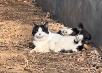 T3001003 A life stretched thin by neglect