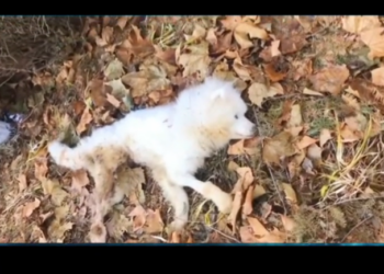 H1302017 The end was closer than anyone knew