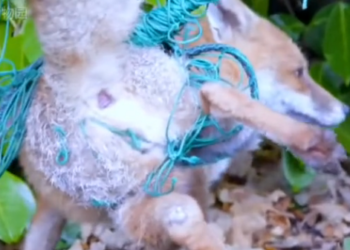 H1302018 Another heartbeat fading in the background