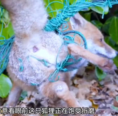 H1302018 Another heartbeat fading in the background