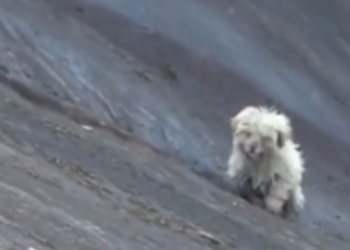 H2502001_Rescue dog stuck on mountainside #animalre