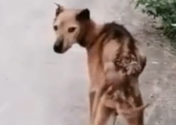 H2502004_change of starving dog after months