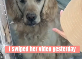 H2502006_Feed dog stuck in an abandoned old store #animal