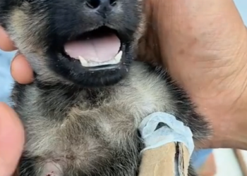 H2502008_First aid dog in critical condition