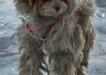 H2502009_Adopting beautiful stray dog