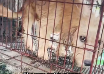 H2502010_Watch her go prisoner to princess After