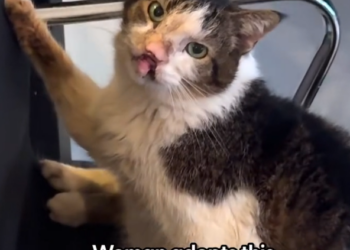 H2502012_He missing his tail, teeth, most of his tong