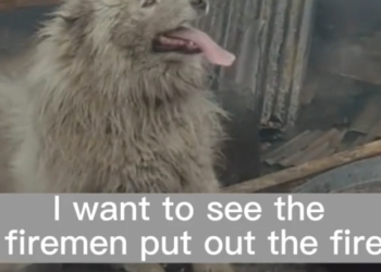 H2502013_dog was determined to protect burning hous