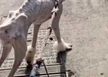 H2502014_Adopted very thin stray dog