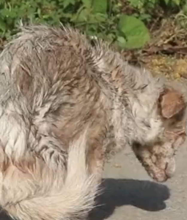 H2502015_Feed adopting very thin stray dog