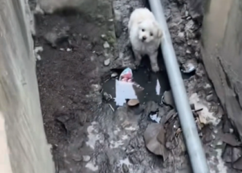 H2502017_Adopting poor puppy abandoned in sewer