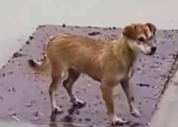 H2502018_Rescue dog stuck in raft between flood waters