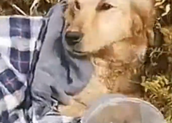 H2502019_Adopt beggar dog at bus station