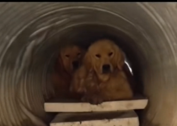 H2502020_Adopted poor stray dogs under sewer