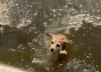 H2502021_Save dog almost drowned