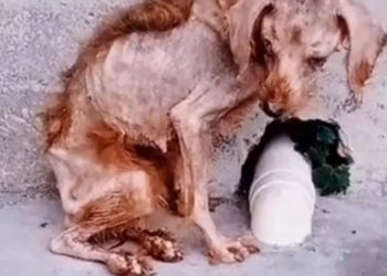 H2502022_months of change of abandoned skinny dog