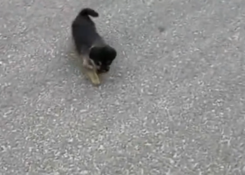 H2502023_Adopting puppy wandering in middle