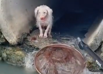 H2502025_Rescue dog stuck in sewer