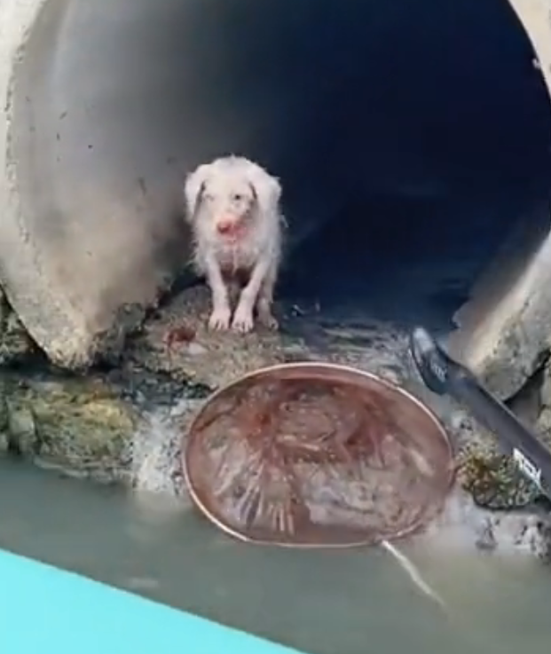 H2502025_Rescue dog stuck in sewer