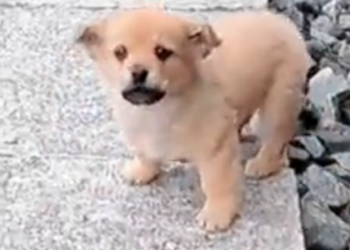 H2502026_Adopt an abandoned dog by railroad tracks