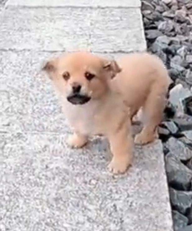 H2502026_Adopt an abandoned dog by railroad tracks