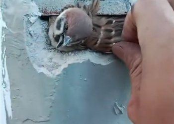 T3001045 What happens when no one intervenes?