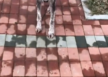 H2502027_month of change stray husky dog has lot