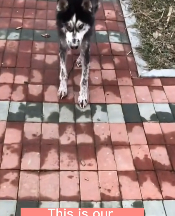 H2502027_month of change stray husky dog has lot