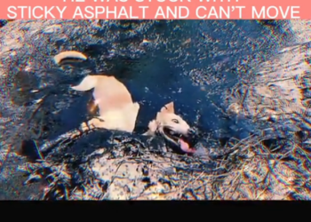 H2502028_Rescuing dog fell into degree hot asp