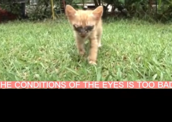 H2502029_Disabled kitten longing light Blind birth