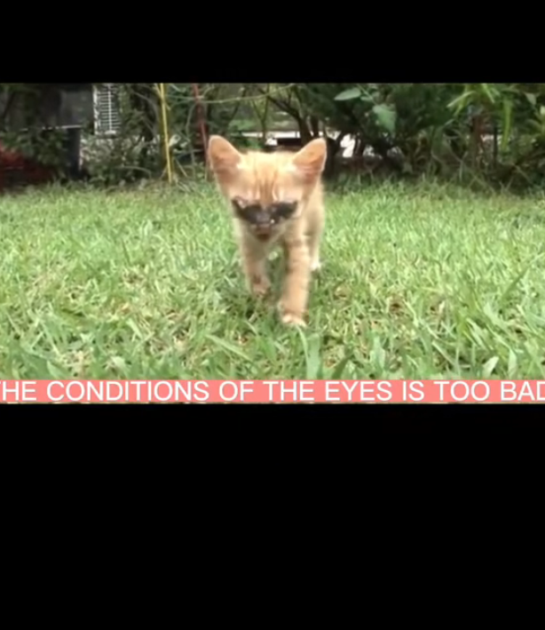 H2502029_Disabled kitten longing light Blind birth