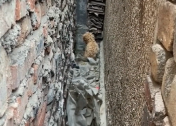 H2502030_Rescuing sick dog get stuck between two wall