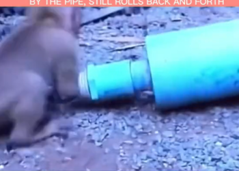 H2502031_hero dog tries to rescue little monkey