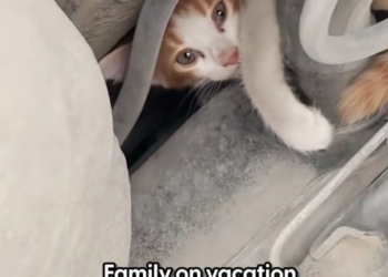 H2502033_Just wait emotional moment at end