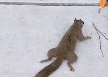 H2502034_Saved squirrel #animals #animalsof