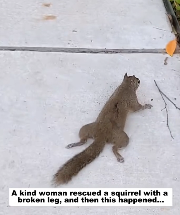 H2502034_Saved squirrel #animals #animalsof