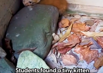 H2502035_She calmed down moment she was picked up