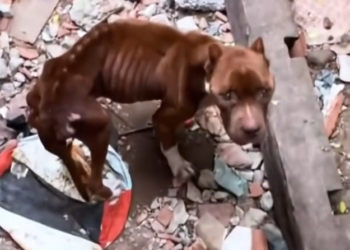 H2502036_found skinny stray dog looking food behind