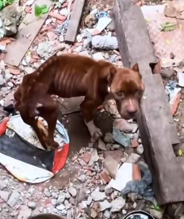 H2502036_found skinny stray dog looking food behind