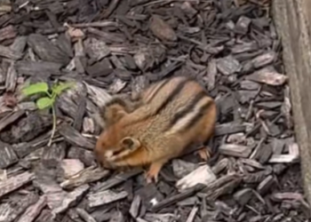 H2502037_My future wife doesn just love me she loves ever