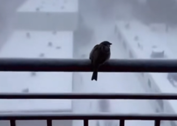 H2502038_Rescued sparrow frozen outside our window