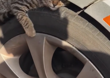 H2502039_Rescued stray cat. #rescue #animallover #animals