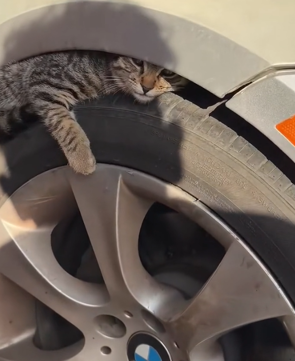 H2502039_Rescued stray cat. #rescue #animallover #animals