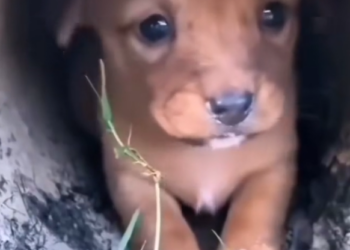 H2502040_found tiny puppy shivering under drainage