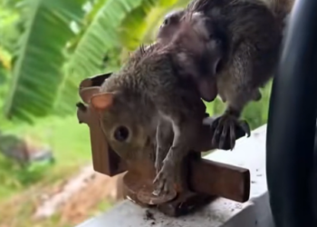 H2502046_Maybe being rescued was moment it had been wai