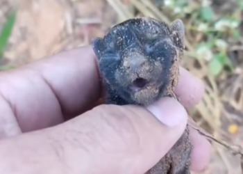 H2502047_kind woman rescued weak bandoned newborn