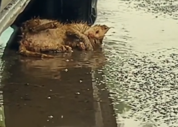 T3001043 This life wasn’t meant to suffer this way