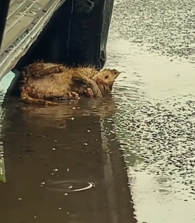 T3001043 This life wasn’t meant to suffer this way