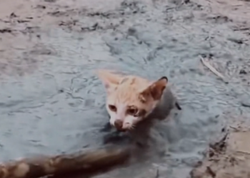 H2502049_rescued kitten built it happy home