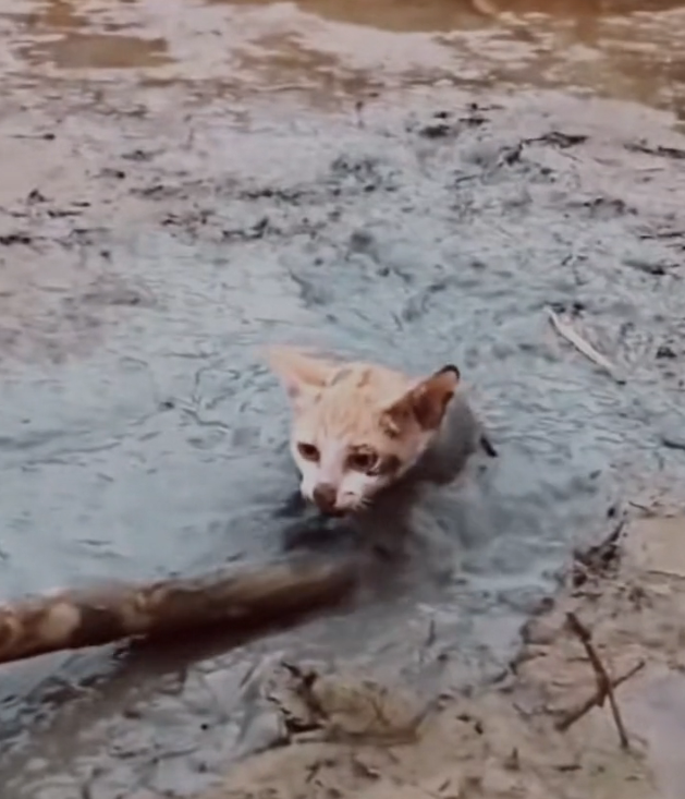 H2502049_rescued kitten built it happy home